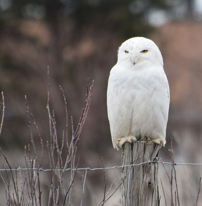 Female Snowy Owl Sitting on Fence Post, Portrait