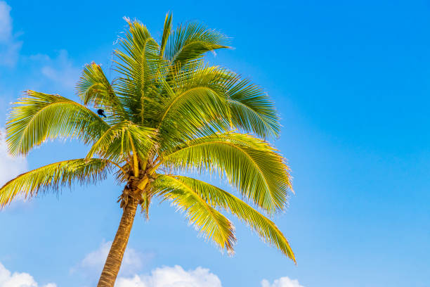 istock Tropical palm tree with blue sky Playa del Carmen Mexico. 1396094221