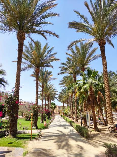 istock Palm avenue. Palm tree promenade in Egypt resort 1396094390