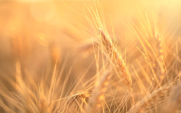 champ de blé, épis de blé dans les rayons du soleil couchant. le concept d’une récolte riche. - à profusion photos et images de collection