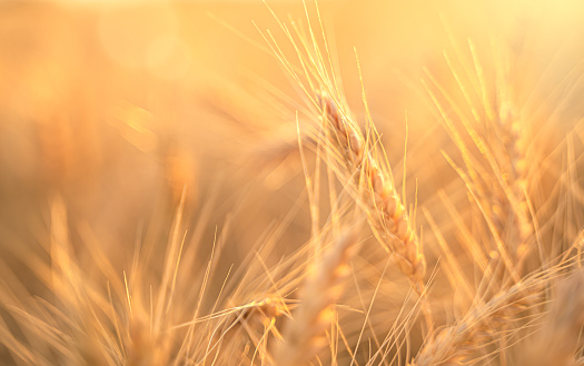 Wheat field, wheat ears in the rays of the setting sun. The concept of a rich harvest. Unfocused background.