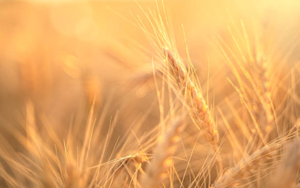 campo de trigo, orelhas de trigo nos raios do sol. o conceito de uma colheita rica. - abundance - fotografias e filmes do acervo