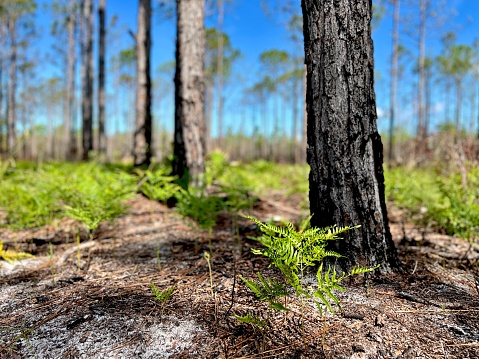 Point Washington State Park in stages of new growth after prescribed burn. Management of the pine forest reduces power of wildfires and stimulates longleaf pine  growth.