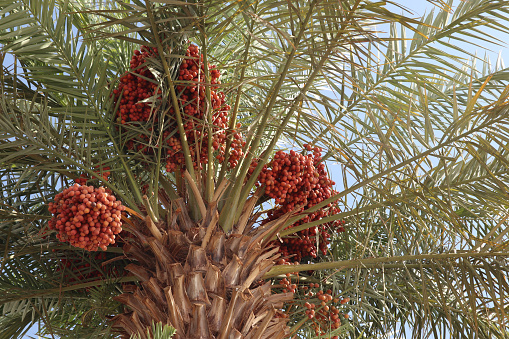 Dates tree with full of dates hanging on it, ready to harvest, with blue sky as background