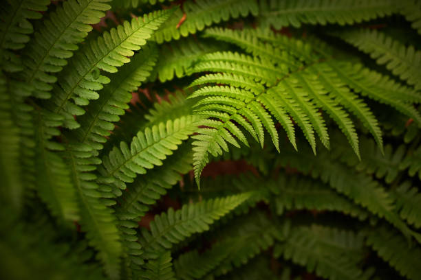 istock Athyrium filix-femina 1396097506