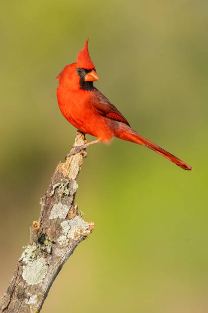 istock Northern Cardinal Male 1396098141