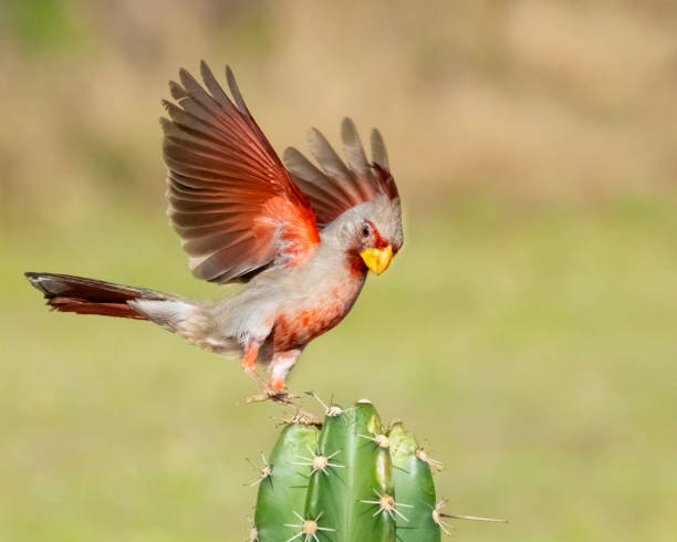 istock Pyrrhuloxia male perching on a cactus 1396098156