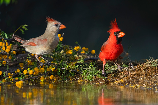 Northern cardinal (Cardinalis cardinalis) male and female at a pond to drink. Texas.