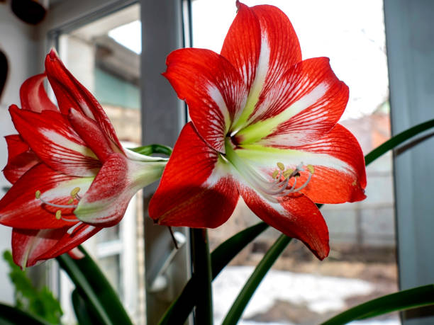istock large red Amaryllis flowers bloom on the windowsill 1396098191