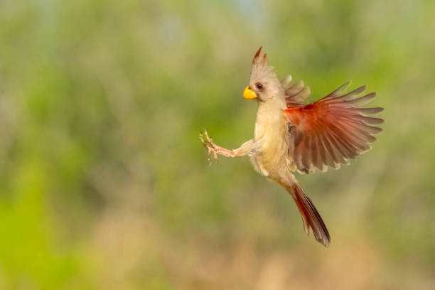 Pyrrhuloxia aka desert cardinal (Cardinalis sinuatus) female flying. Texas.