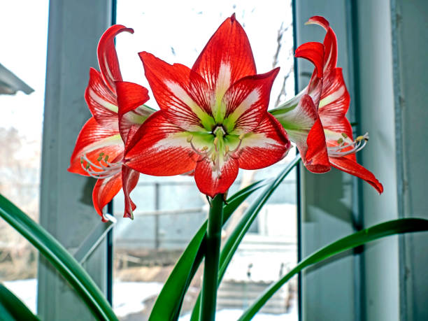 istock large red Amaryllis flowers bloom on the windowsill 1396098256