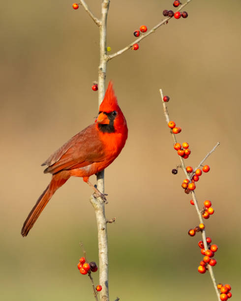 istock Northern Cardinal on a berry bush 1396098276