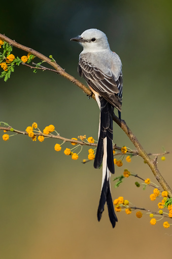 Scissor-tailed flycatcher (Tyrannus forficatus) perched on a Huisache \n(Acacia farnesiana) branch. Texas.