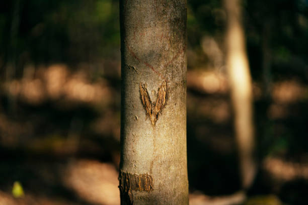istock Love in the forest, heart carved on a tree 1396099514