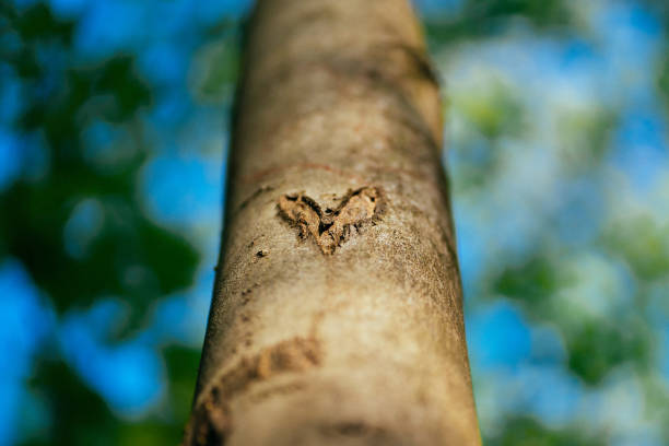 istock Climate activism by carving a heart symbol in a tree stem 1396099517
