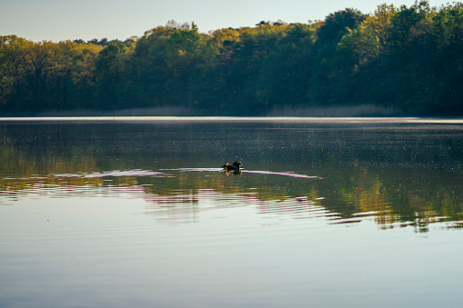 Duck swimming on Grunewald lake an early morning