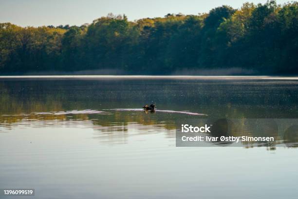 Duck Swimming Alone In The Middle Of Grunewald Lake Stock Photo - Download Image Now
