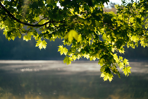 Morning sunrise through the maple tree branches, Grunewald lake, Berlin