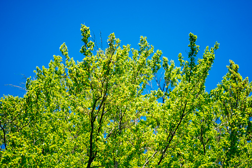 Populus tremula, aspen, in Grunewald in springtime with blue sky in the background.