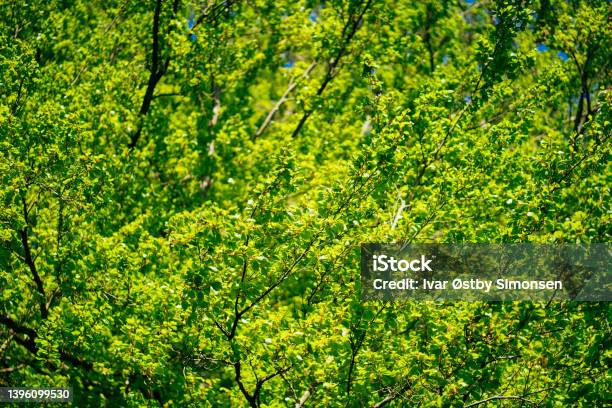 Lush Aspen Tree Stock Photo - Download Image Now - Aspen Forest, Aspen Leaf, Aspen Tree