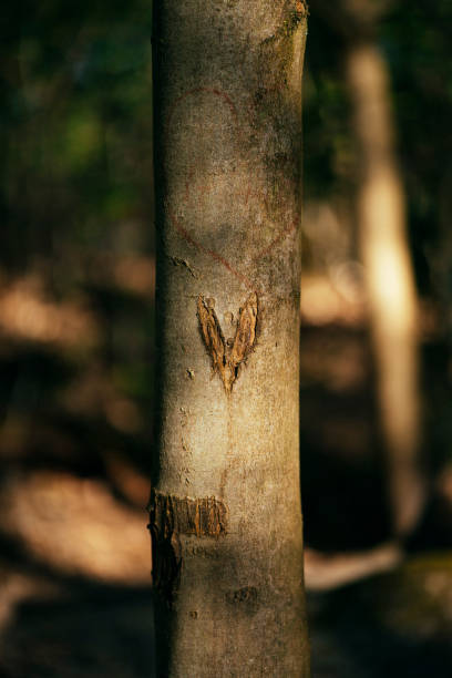 Heart carved on the stem of a tree