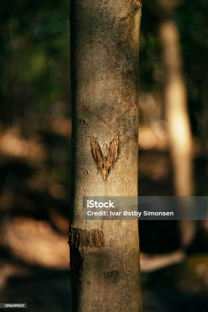 Heart carved on the stem of a tree Climate activism by carving a heart symbol in a tree stem. Love - Emotion Stock Photo