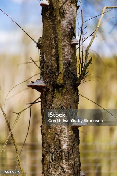 Tinder Fungus Fomes Fomentarius On The Stem Of A Birch Tree Stock Photo - Download Image Now