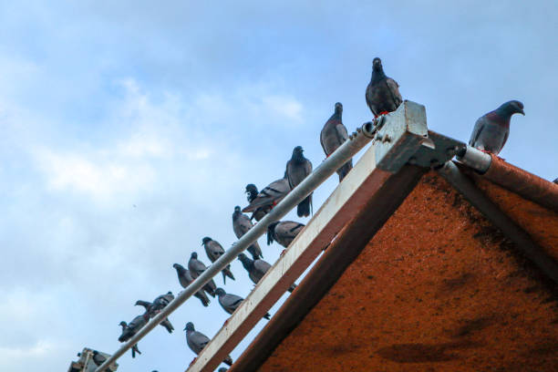 istock Group of doves in Mecca 1396100871