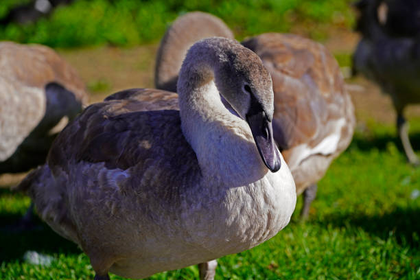 istock young swan on a meadow in Odense 1396101832