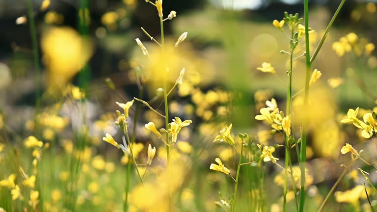 Yellow flowers moved by the wind in springtime