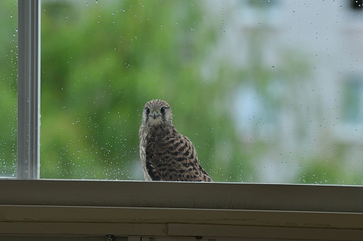 European kestrel sitting on the edge of a balcony in the background of apartment buildings