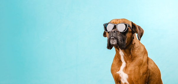 Boxer dog wearing sunglasses while standing on blue background with copy space. Summer vacation concept
