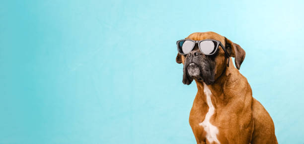 boxer dog wearing sunglasses while standing on an isolated light blue background. - bichos mimados imagens e fotografias de stock