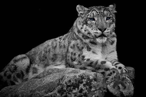 Close-up of a snow leopard (Panthera uncia) lying on a rock and isolated on a dark black background