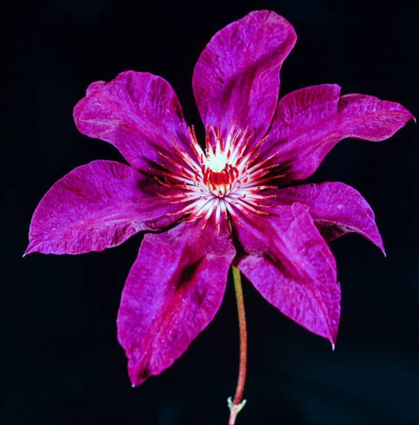 istock Purple clematis on black 1396103053