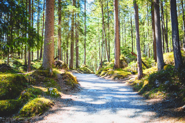 Wonderful sunny forest path in Bavaria/Germany at the Eibsee Wonderful sunny forest path in Bavaria/Germany at the Eibsee bavarian forest stock pictures, royalty-free photos & images