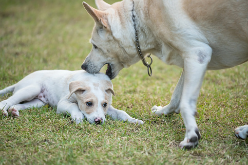 mom dog bite its naughty puppy on grass field. educatea and punish pups while its daughter regret.