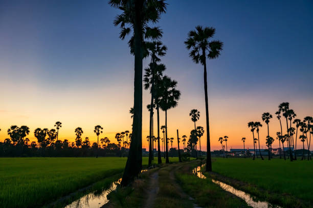 istock sugar palm trees and paddy rice field along water swamp at dusk 1396104986