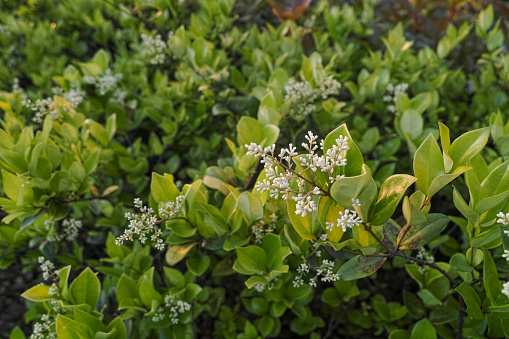 CommonNandina