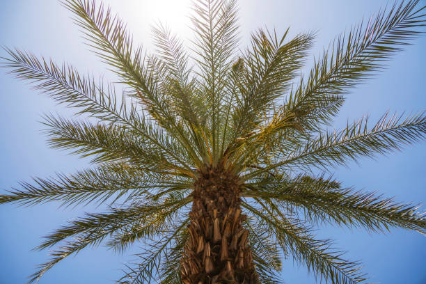istock Beautiful green palm trees in front of a blue sky 1396107208