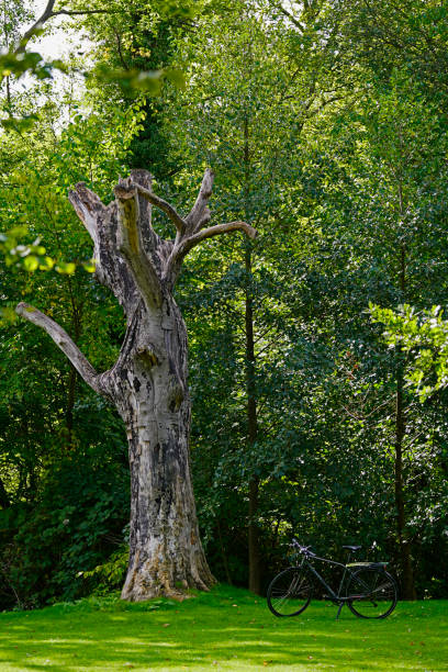 Munkemose, the park where you can also find excursion boats, pedal boats and canoes and Saabyes Stryg, a fish ladder built in 2008. While walking, you will discover some beautiful sculptures of Odense.