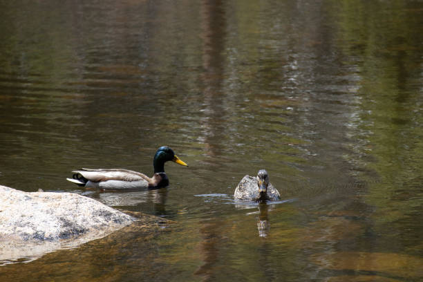 istock The mallard and his mate 1396107519