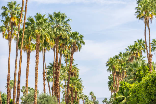istock Beautiful green palm trees in front of a blue sky 1396107577