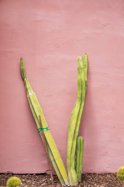 istock Beautiful green cactus in front of a pink wall 1396107701