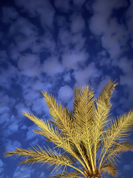 istock Beautiful green palm trees in front of a blue sky 1396108849