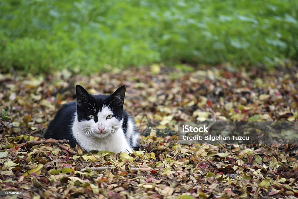 cat en Hojas otoñales - Foto de stock de Aire libre libre de derechos