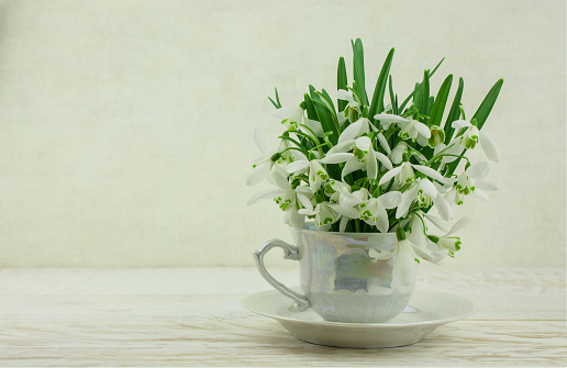 Snowdrops flowers in springtime, floral spring background