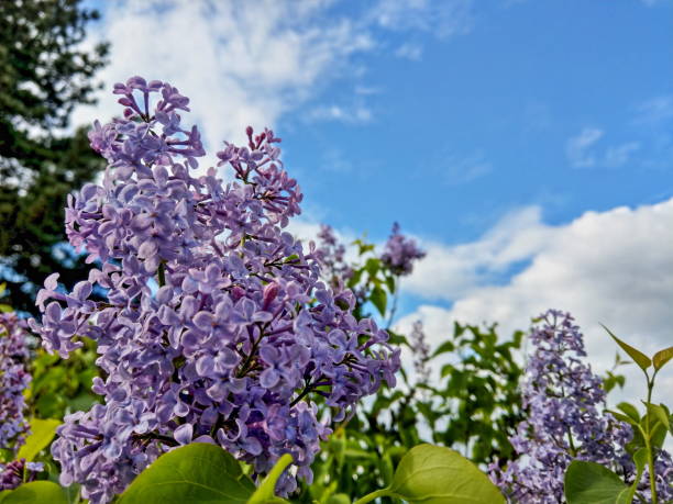 Scented Syringa vulgaris blossoms in the garden with blue sky background. HDR outdoor photography. Idyllic springtime moment.
