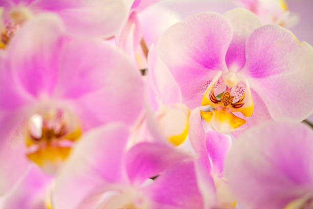 Taken by Canon EOS R5 with 85 mm f: 1.2