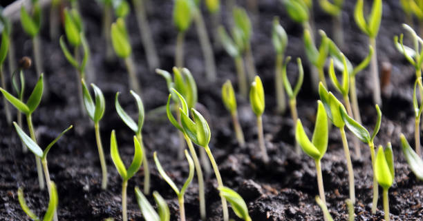 istock Growing seedlings sweet peppers 1396111713